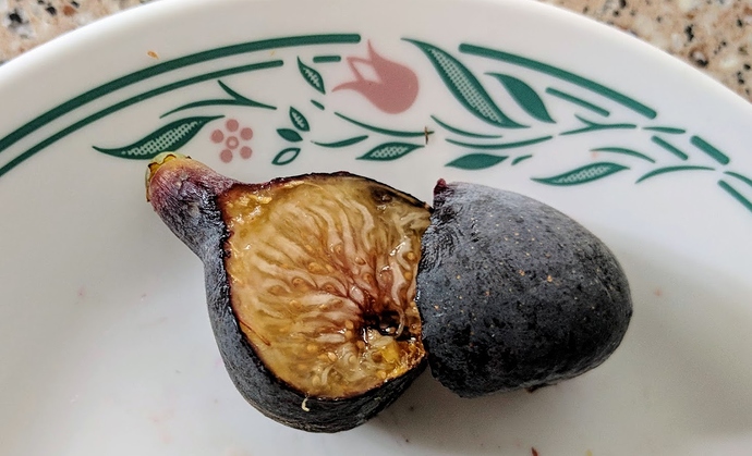 Fico%20Preto-0%2008-17-2019