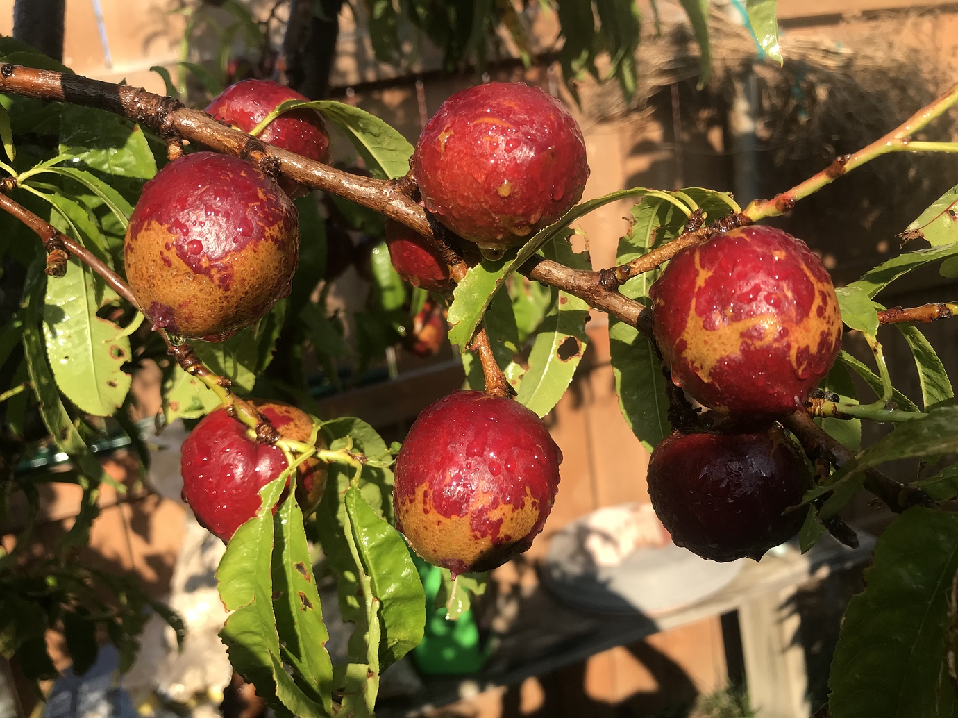 Double Delight Nectarine Revisited General Fruit Growing Growing Fruit