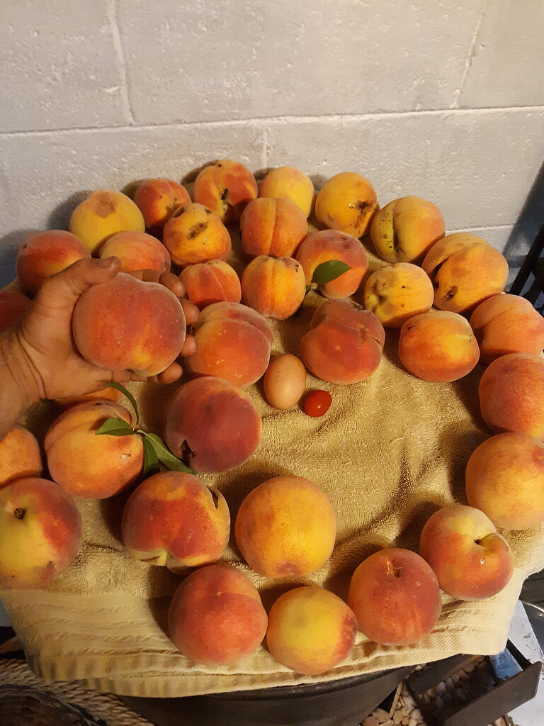 Good peaches from seed with no spray or fertilizer (with picture) General Fruit Growing