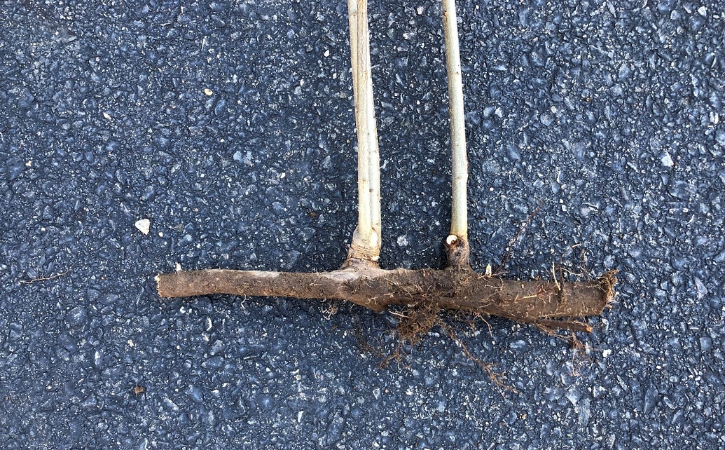 What plum rootstock is this? General Fruit Growing Growing Fruit