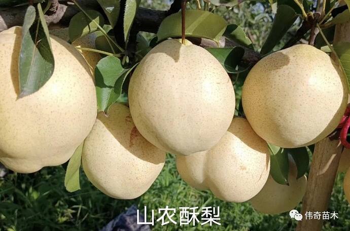 Shannong Su Li  Asian pear