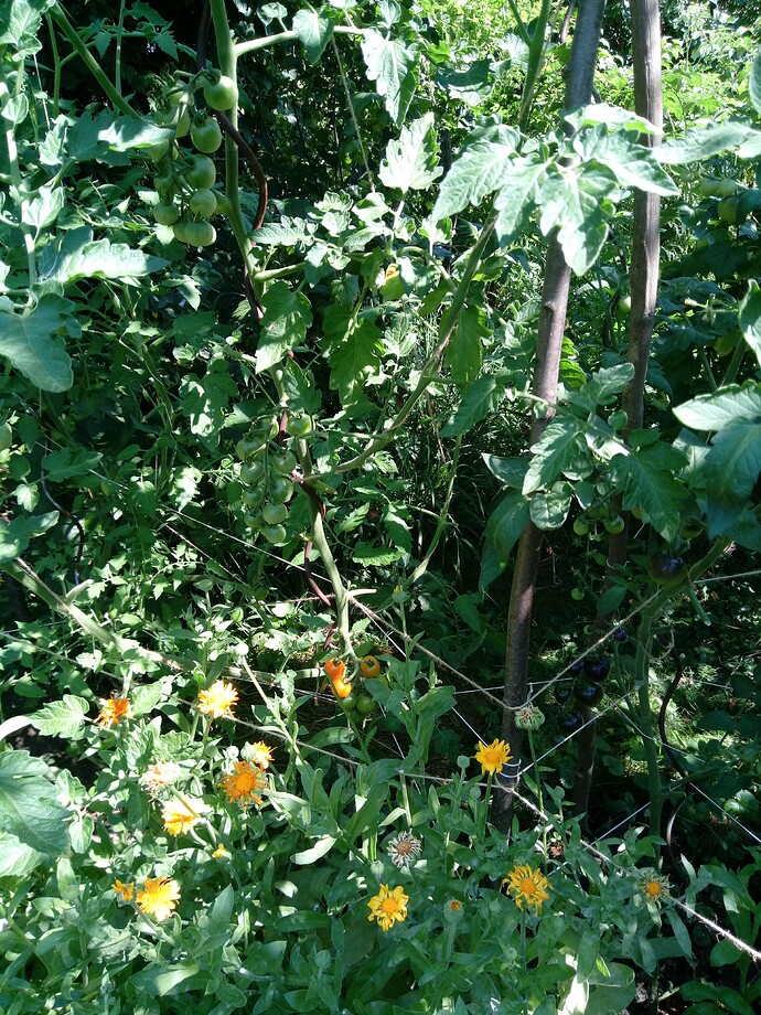 IMG_20240719_105708_591