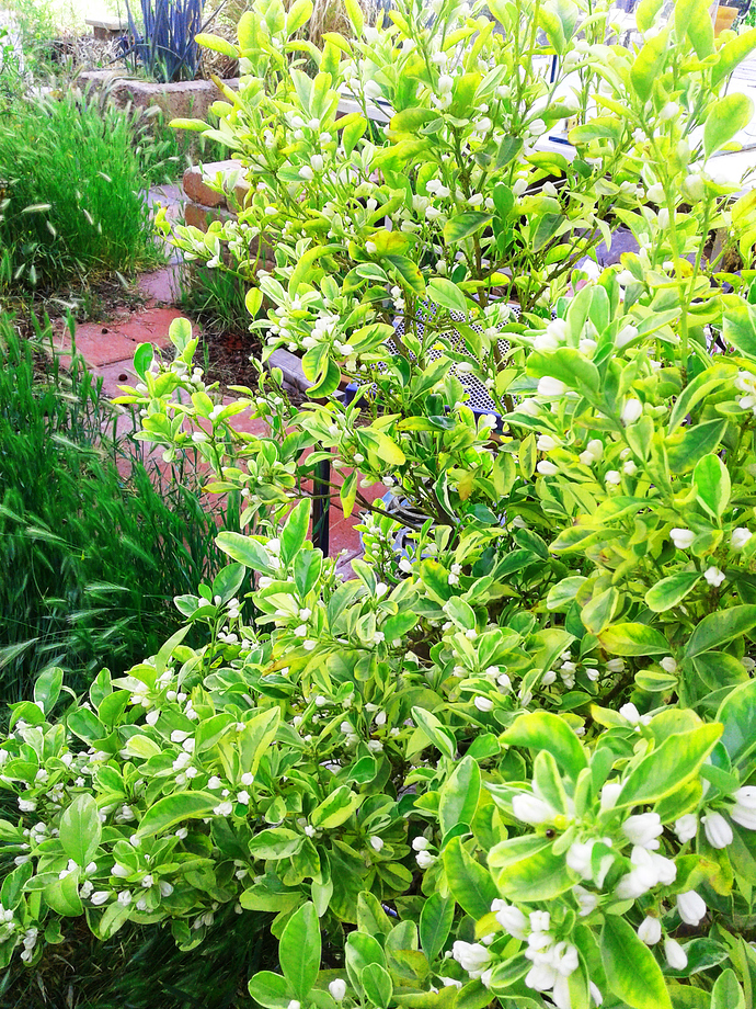 variegated%20calamondin