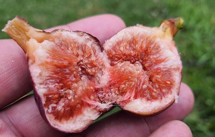 Socorro Black Breba 07-07-21 2