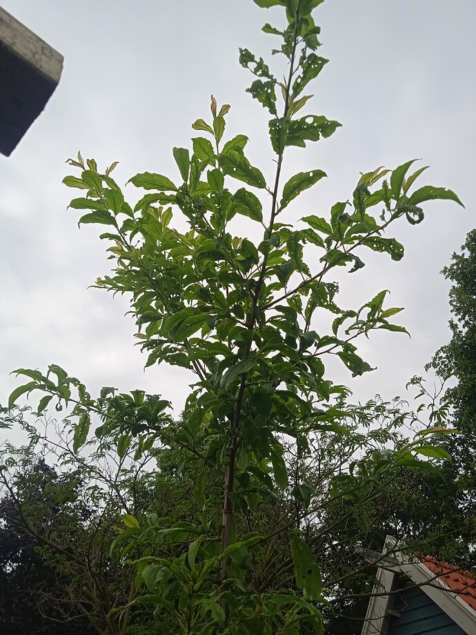 IMG_20240526_104219_1