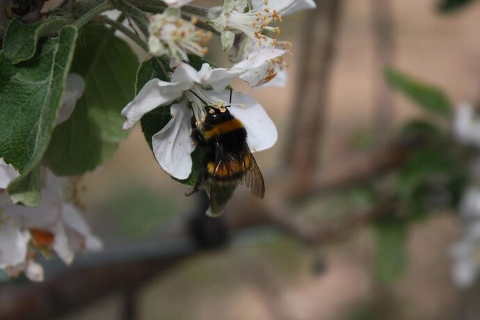bombus terrestris 3