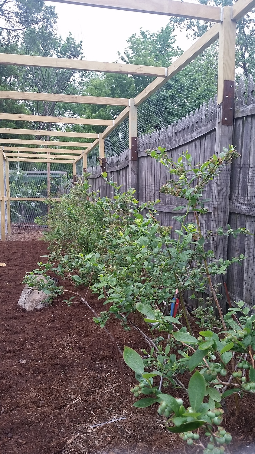 Blueberry cage roof question General Fruit Growing Growing Fruit