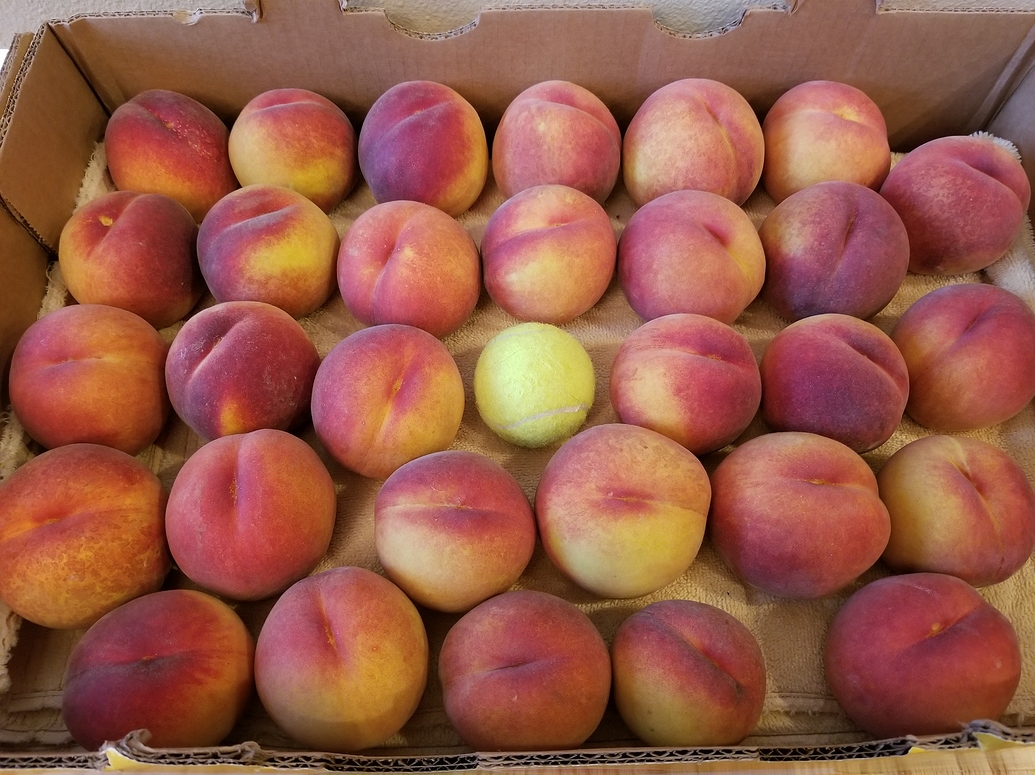 O'Henry Peaches Hit and Miss General Fruit Growing Growing Fruit