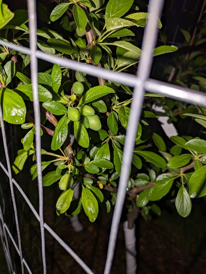 PXL_20240505_070655630
