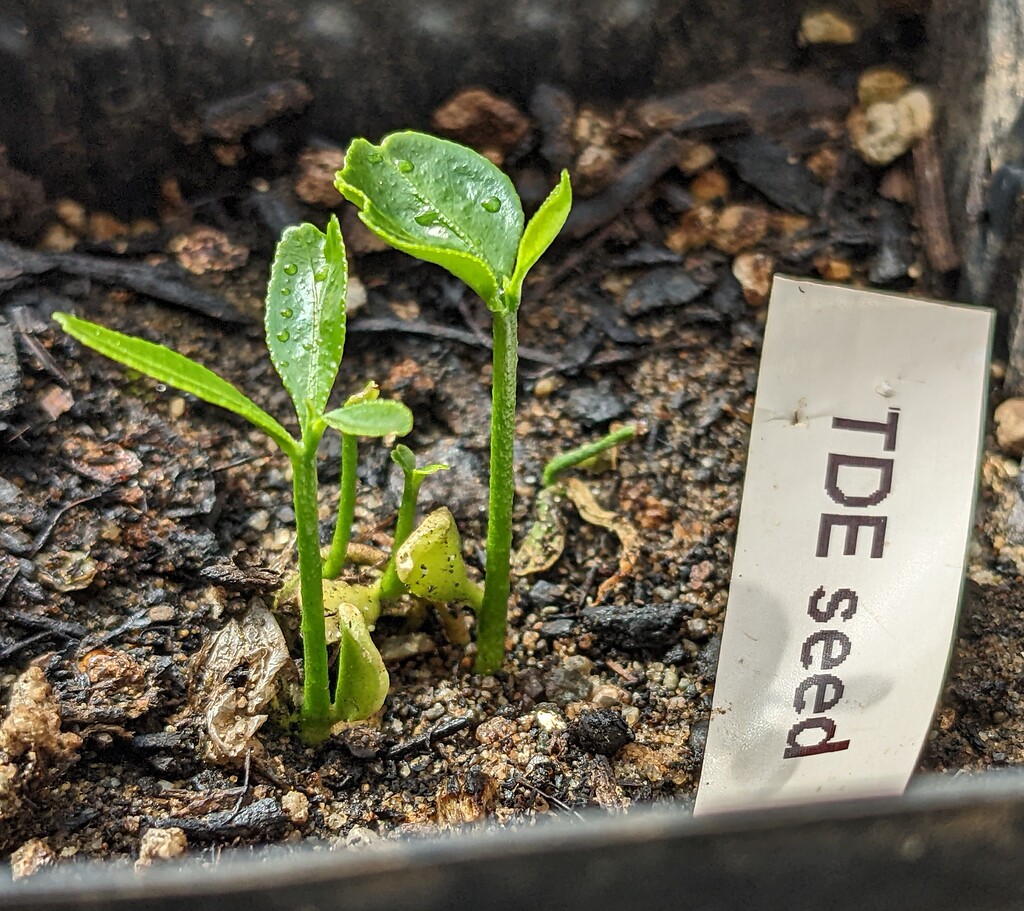 Planting seeds of truetotype patented trees? General Fruit Growing