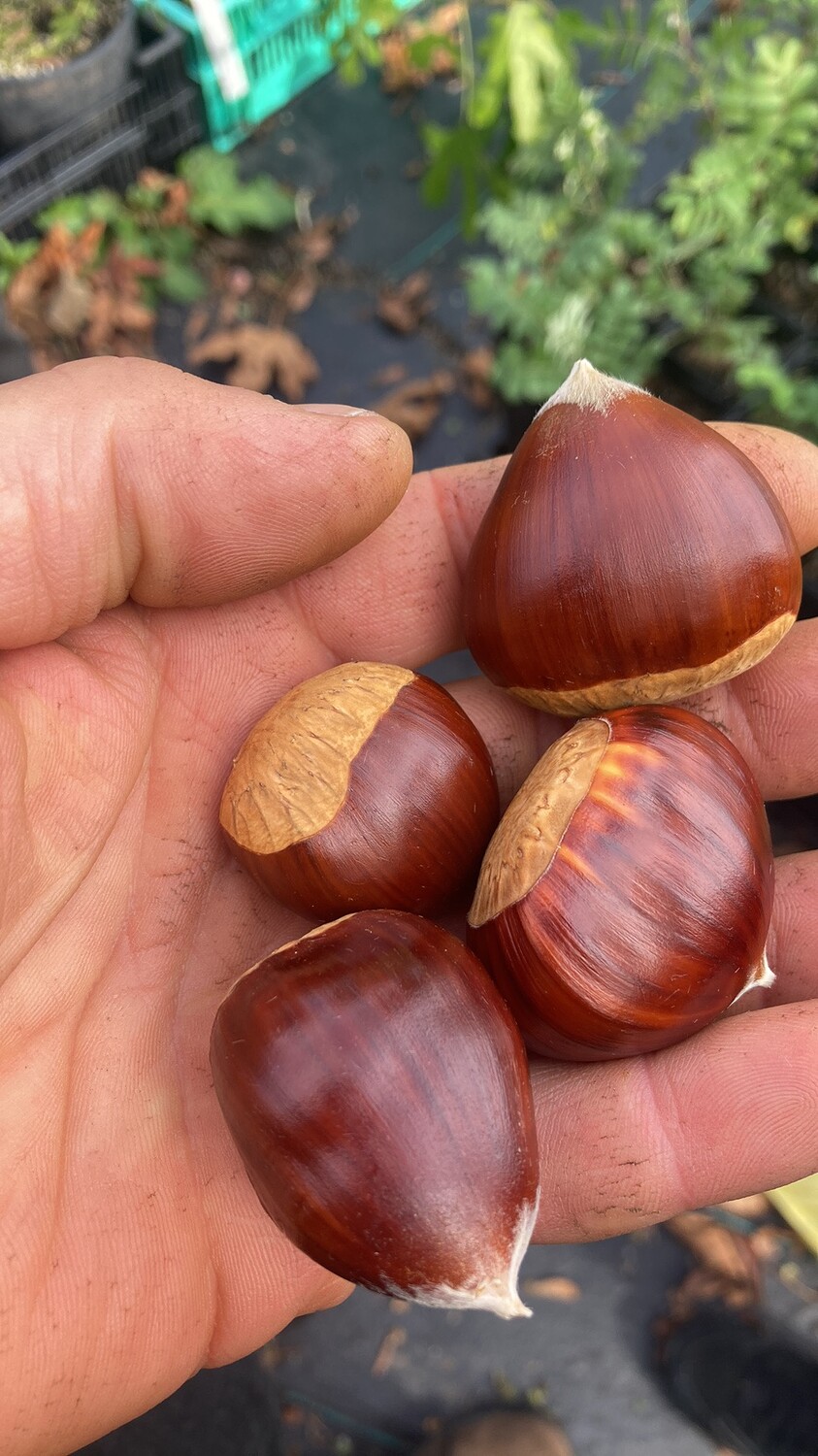 Visit to Burnt Ridge Nursery General Fruit Growing Growing Fruit