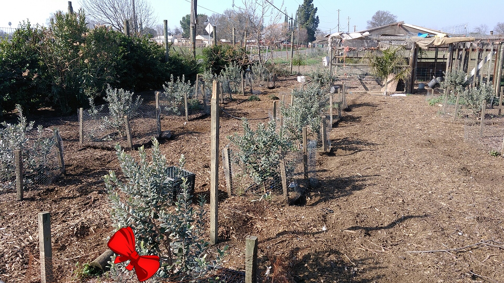 Pruning pineapple guava General Fruit Growing Growing Fruit
