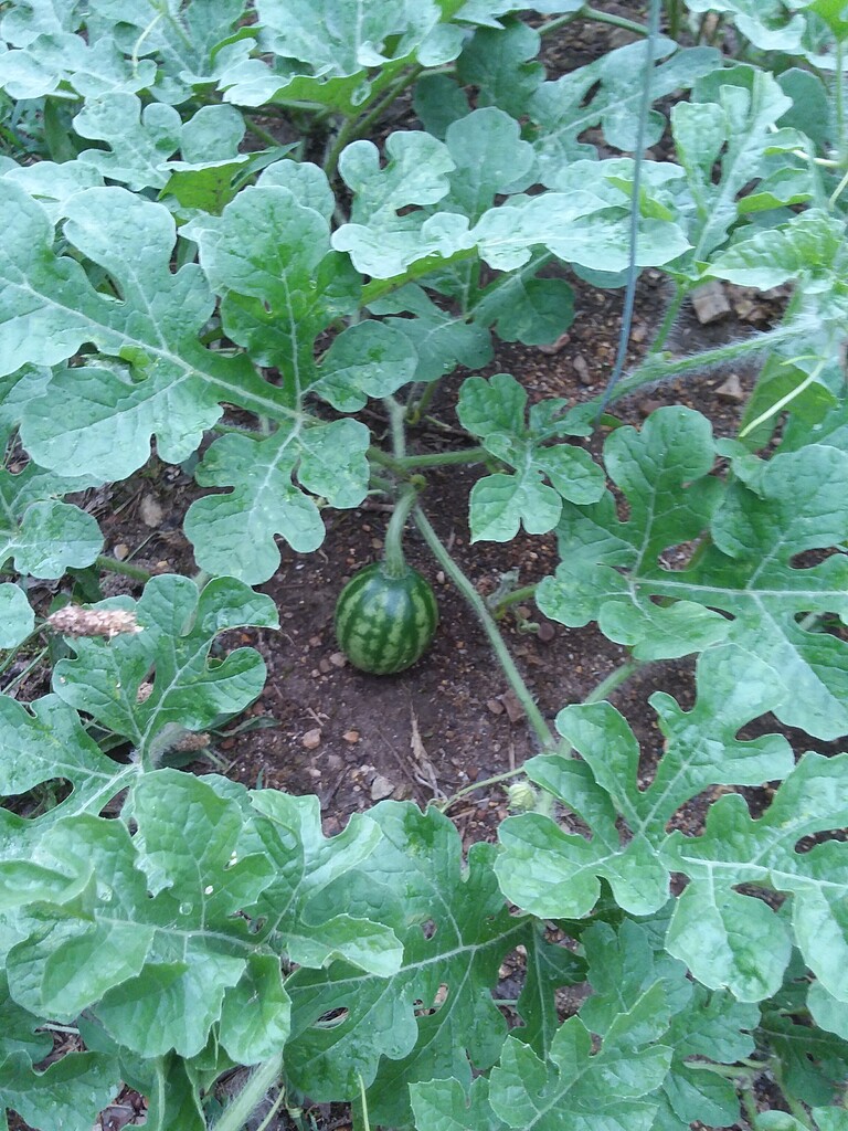 First melon starting to grow Pictures! Growing Fruit