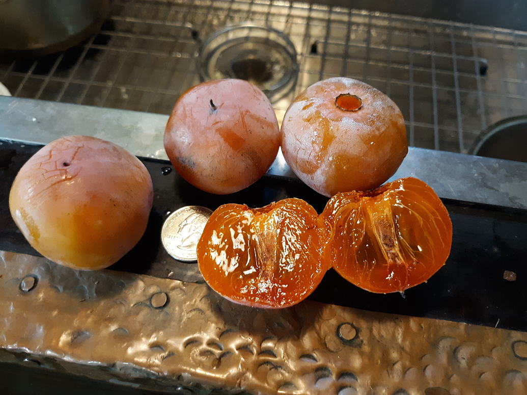 Second Picture of Catawba Treasure native persimmon General Fruit