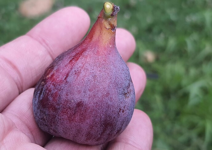 Socorro Black Breba 07-07-21 1