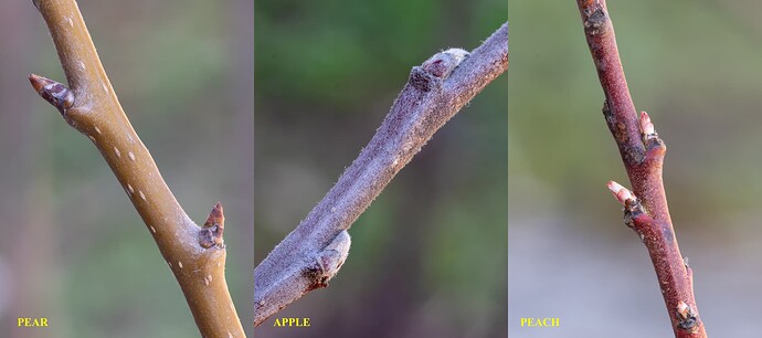 buds1