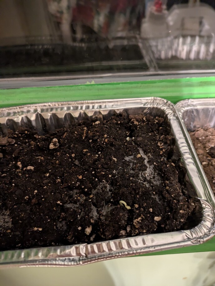 PXL_20250224_010947913