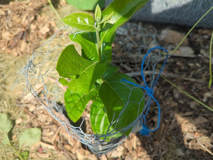 17245193177598191081767948606944