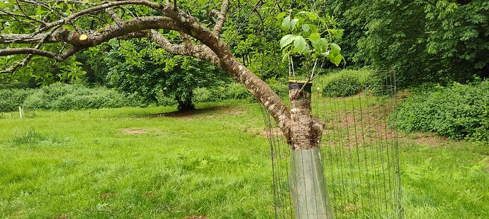 IMG_20250531_135025504_HDR