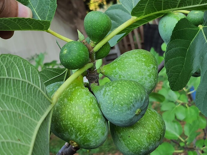 Troiano Calabrese Breba 07-11-21  6