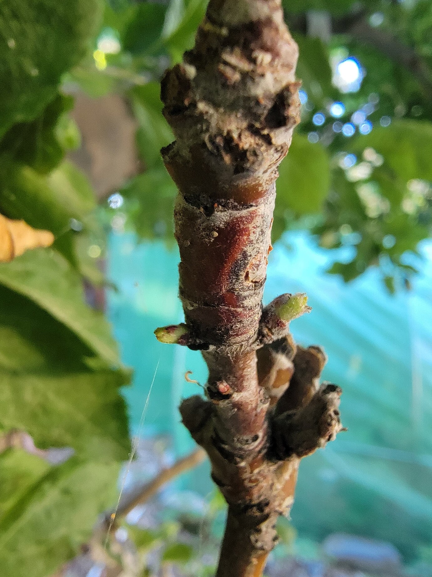 grape-planting-apple-field-grafts-still-very-little-action-should-i