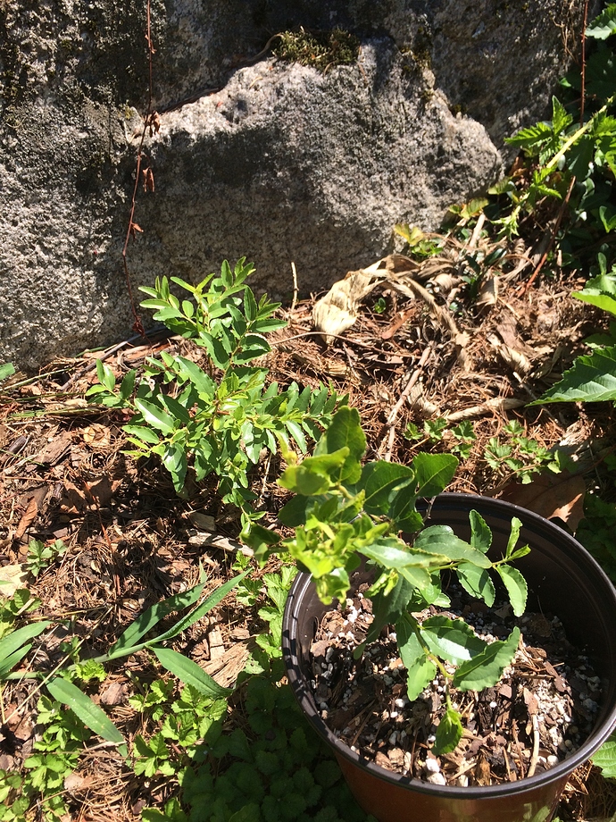 Year_old_Jujube_Seedlings_07-12-2018