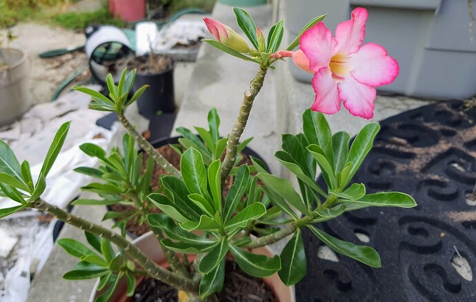 Adenium 08-26-22 2