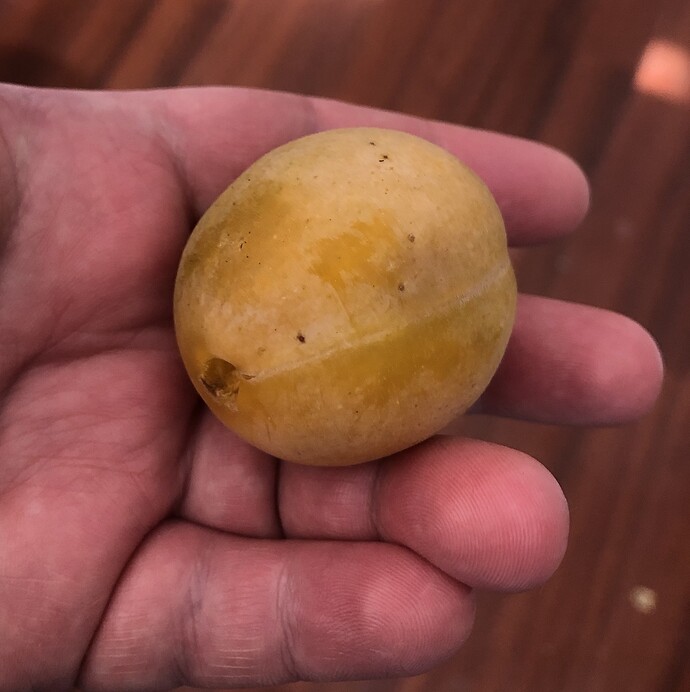 2021-07-22_Harvest_Plums_Jefferson_IMG_0881