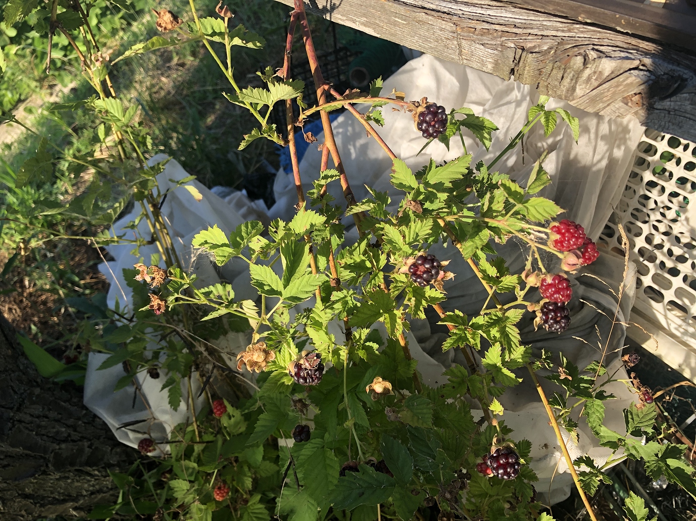 Growing thornless blackberries in pots General Fruit Growing