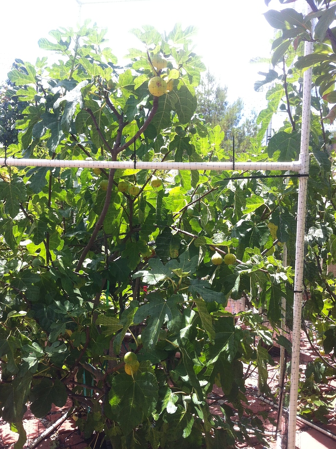 Garnsey%20tree