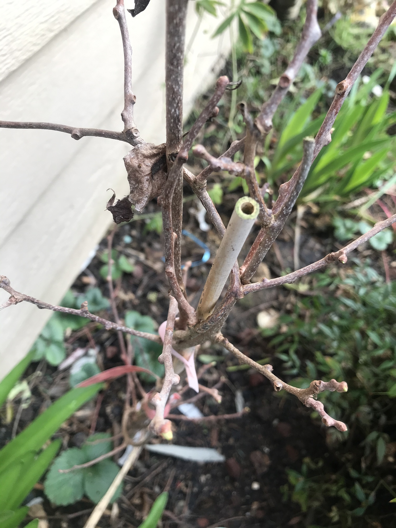 What’s Up Bud?: early budding and sprouting - General Gardening