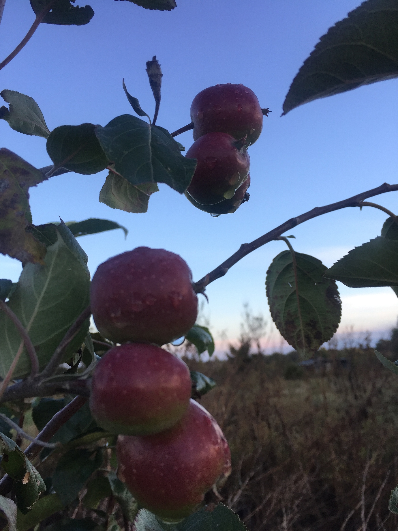 Fameuse Apple General Fruit Growing Growing Fruit