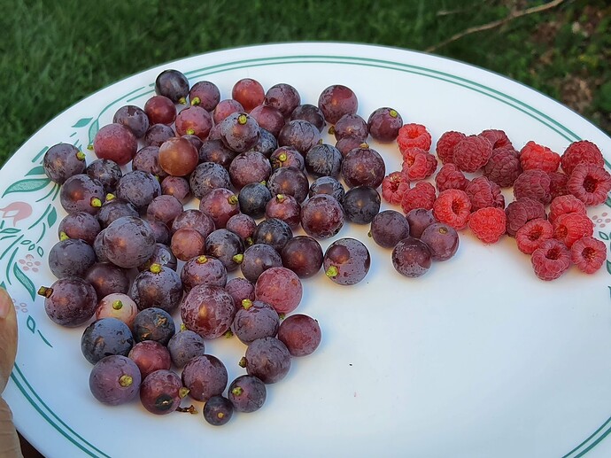Grapes raspberries 08-18-22
