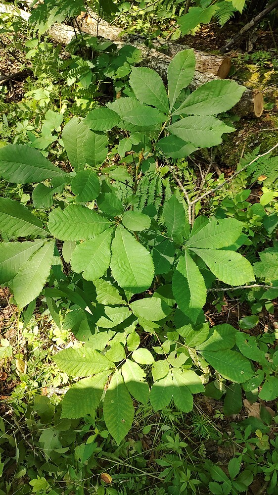 IMG_20240714_105728288_HDR