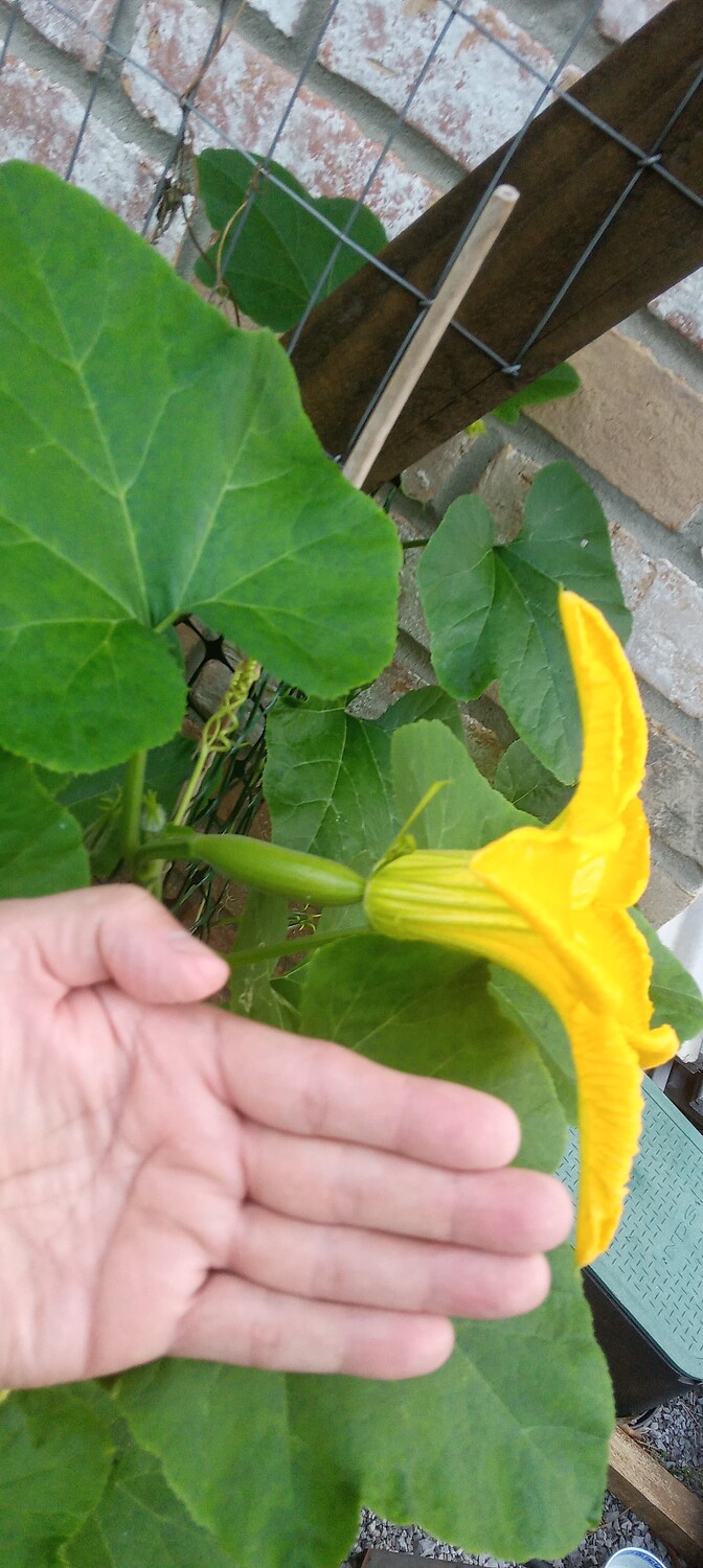 Asian Climbing Zucchini General Gardening Growing Fruit