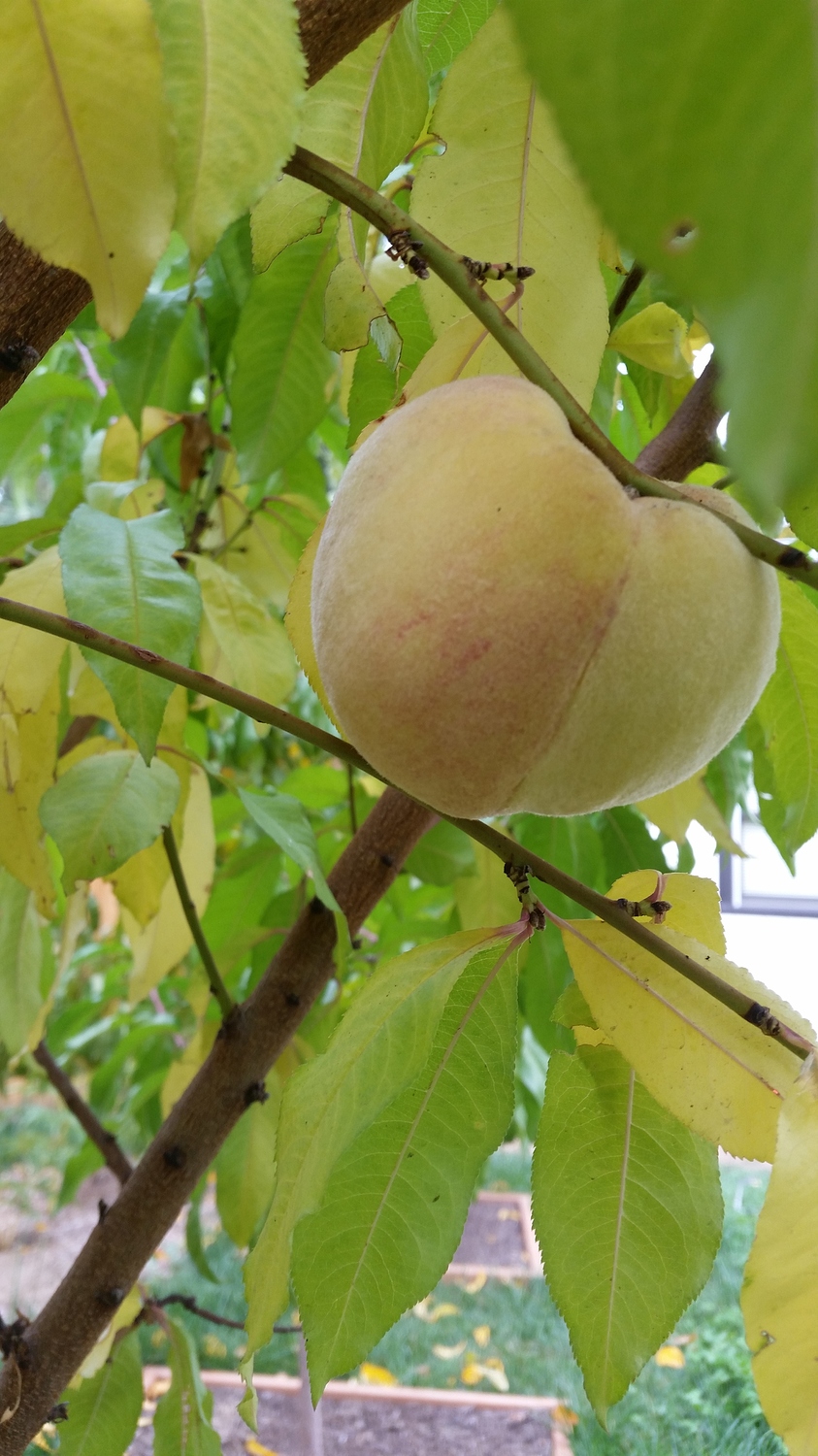 Indian free peach 10117 General Fruit Growing Growing Fruit