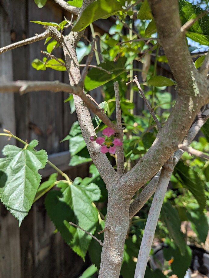 PXL_20250501_185230003