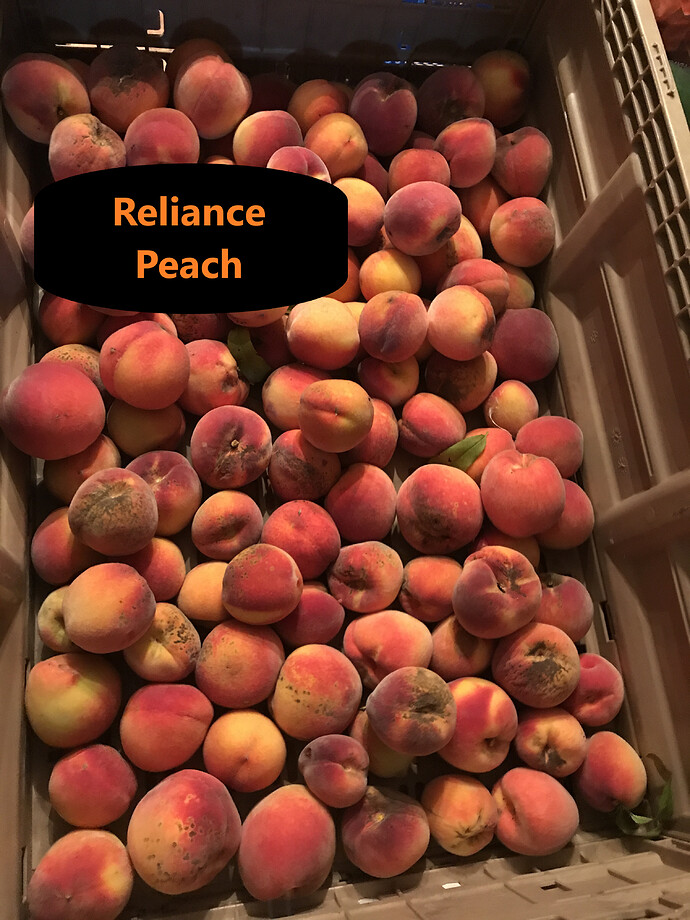 Reliance Peach 7.28.2021