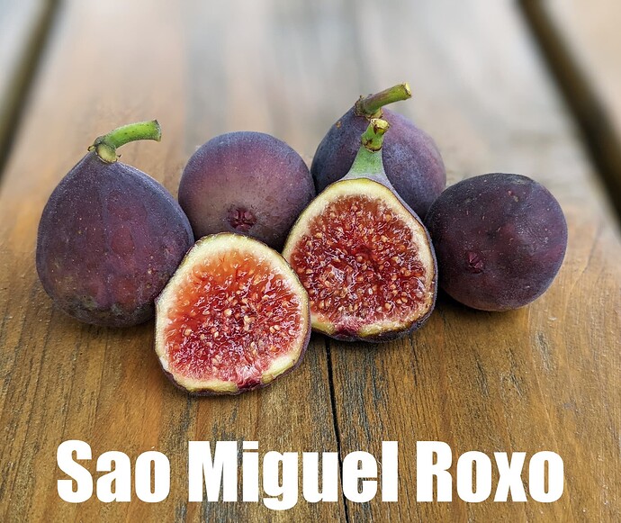 Sao Miguel Roxo_2024b