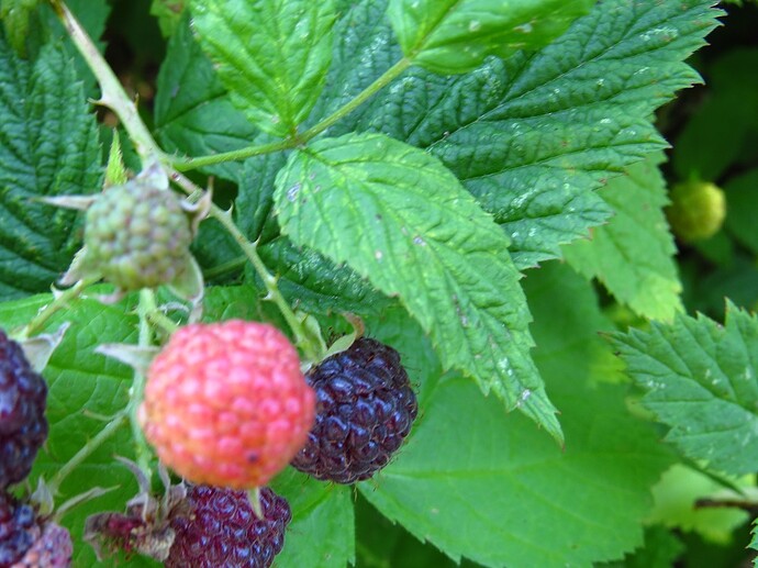 Blackcap raspberry