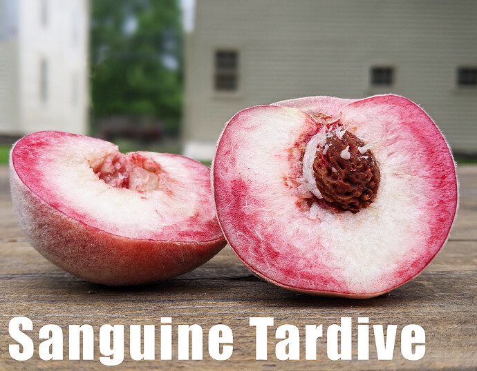 Sanguine Tardive