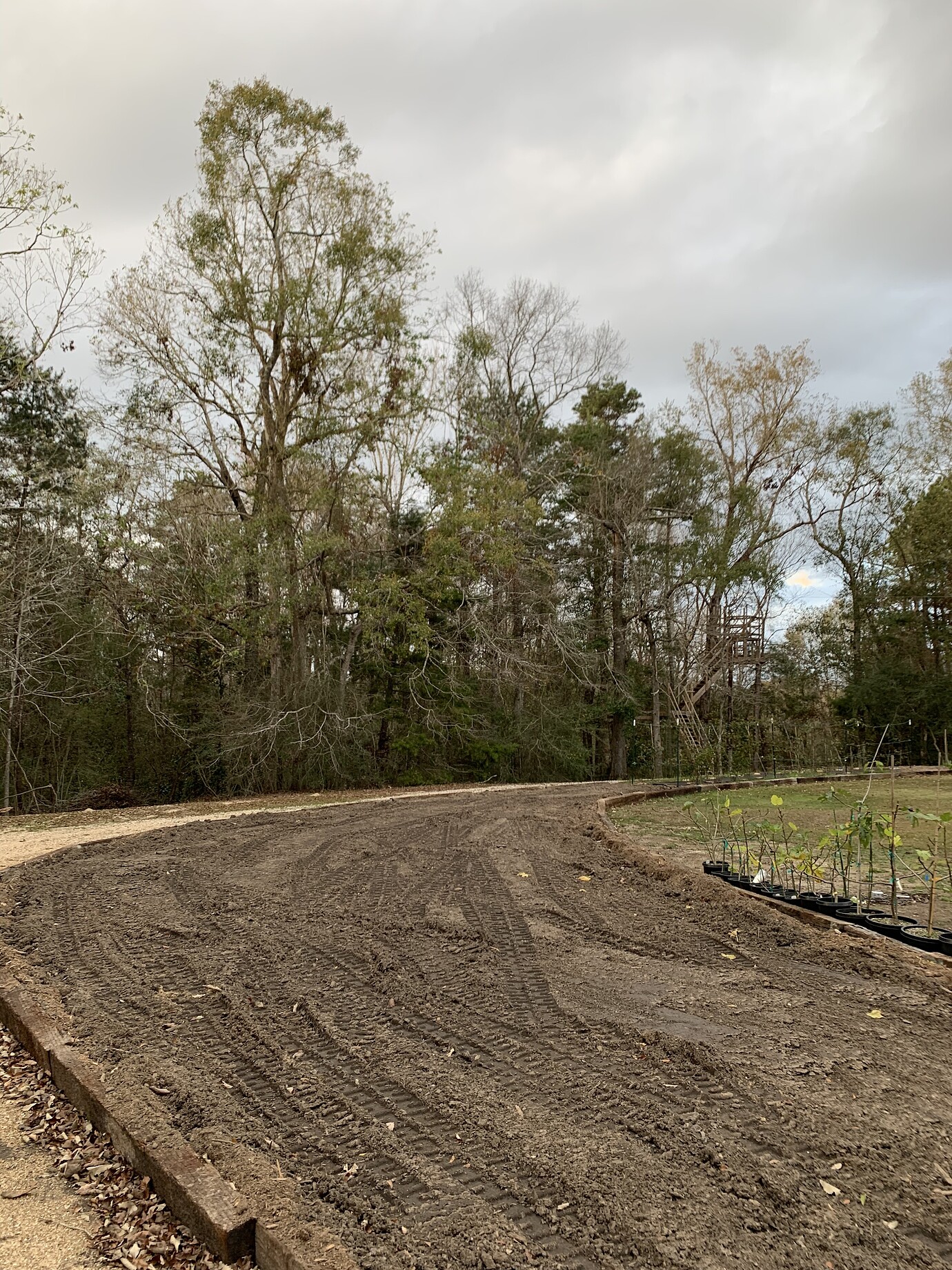 New apple orchard in South Louisiana General Fruit Growing Growing