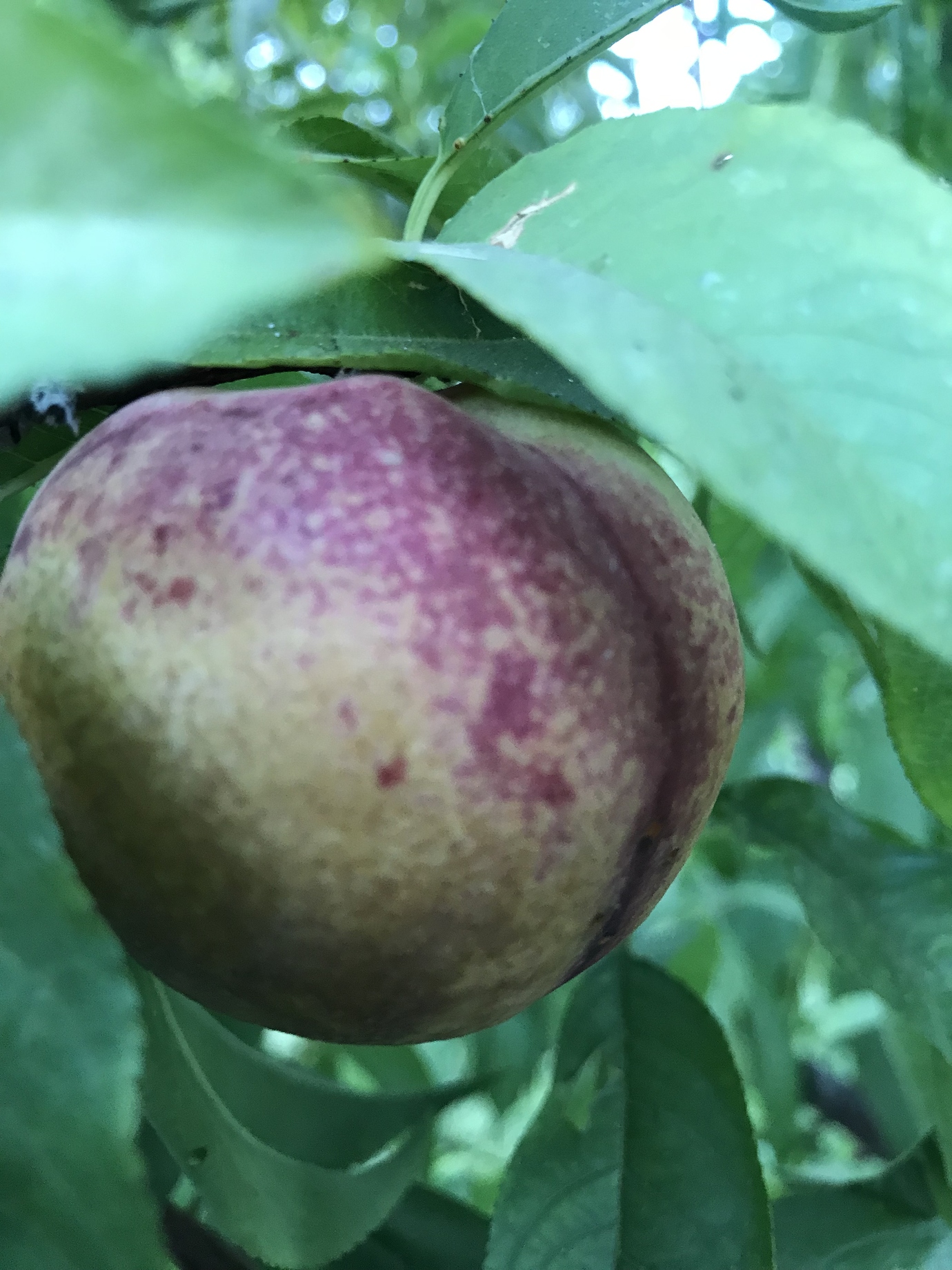 Spice Zee Nectaplum and Snow Queen Nectarine discolorations General