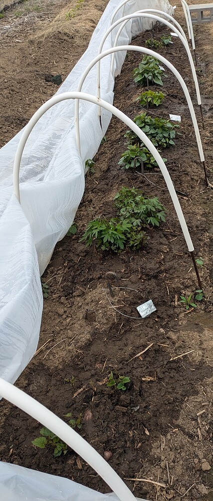 PXL_20250529_185221470~2