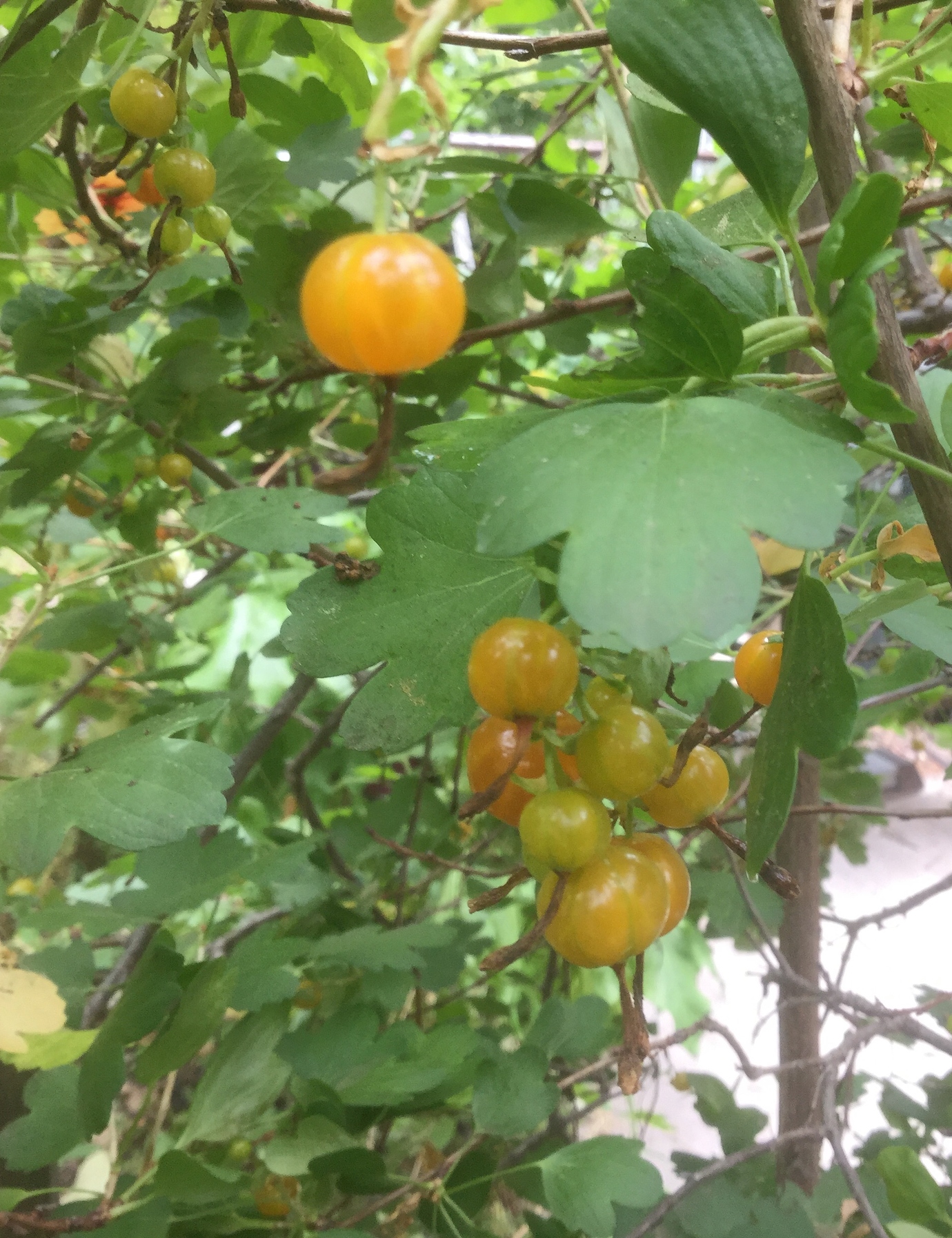 Clove currants great smelling blooms & delicious fruit! General