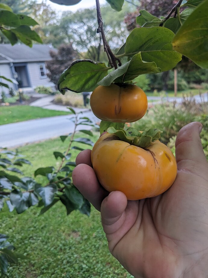 PXL_20231020_213746593