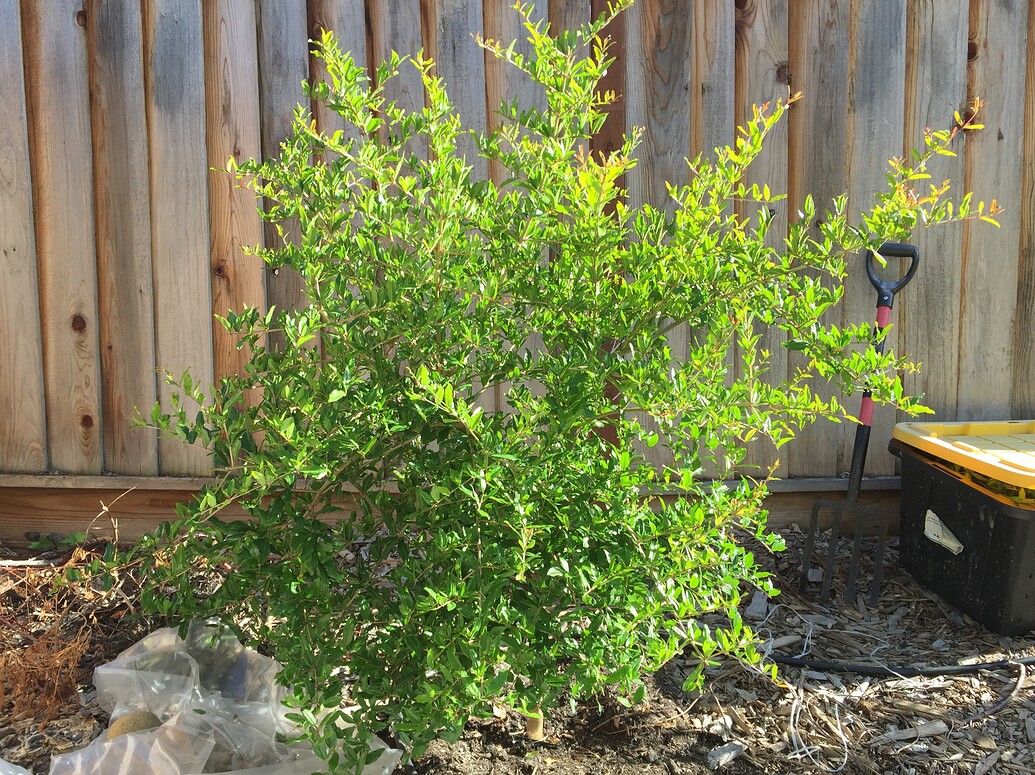 Pomegranate Not Flowering General Fruit Growing Growing Fruit