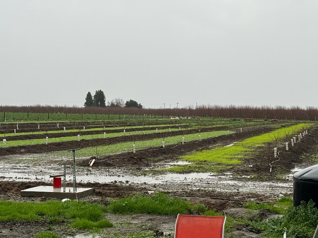 Peach/nectarine fruit thinning General Fruit Growing Growing Fruit