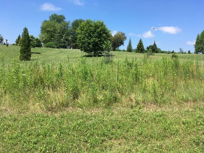 Florea Fig non-protected IL Open Prairie Planted after -9 F returns During July (2022) 002