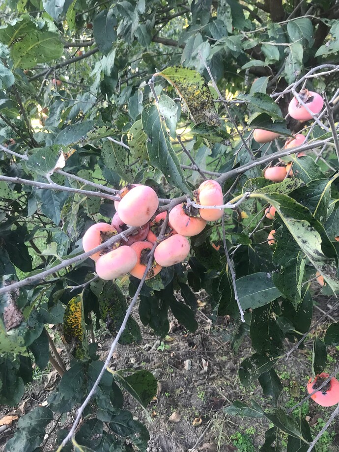 'Pierce KYT'  xDiospyros 87.5% American to 12.5% Kaki (open-pollinated Rosseyanka with Terre Haute Indiana USA Pollen 002Copy